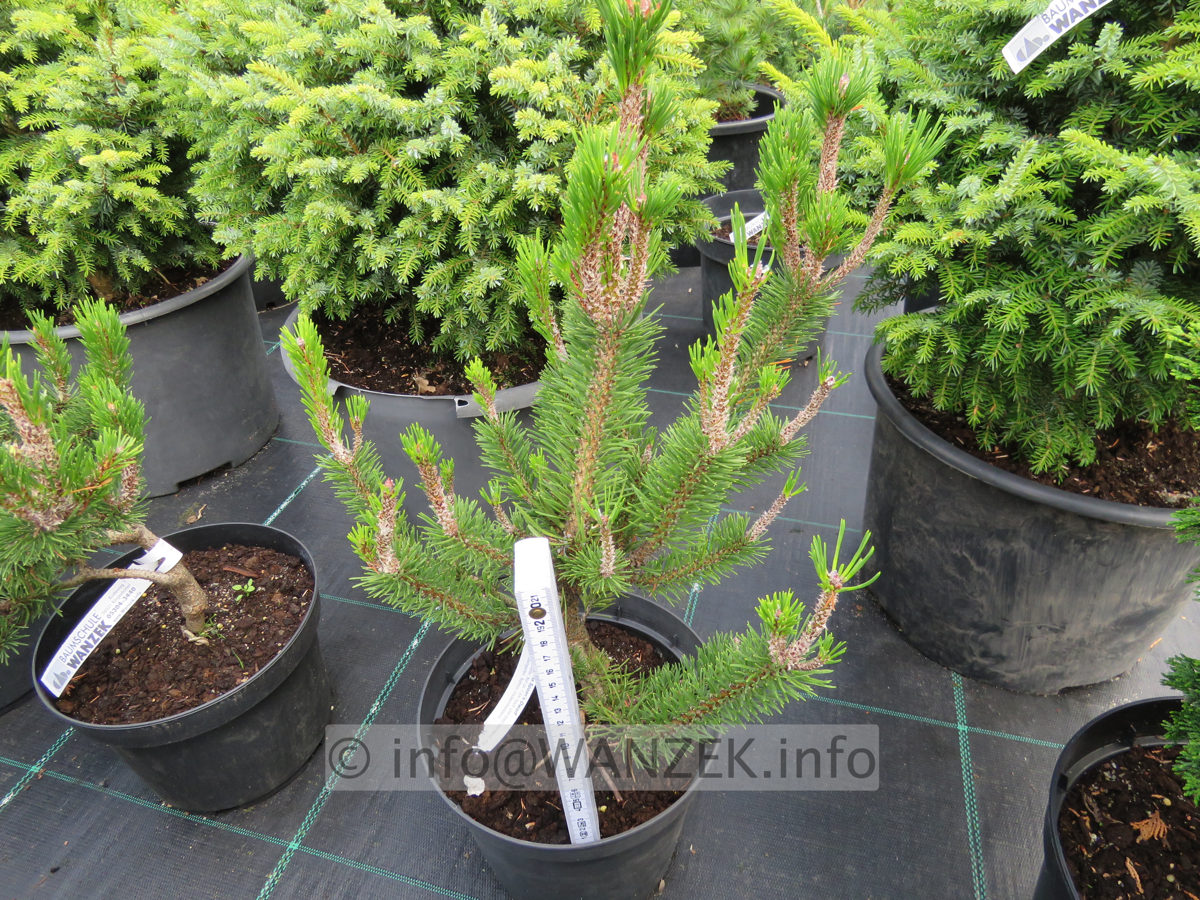 Pinus contorta Spaan's Dwarf 01.JPG